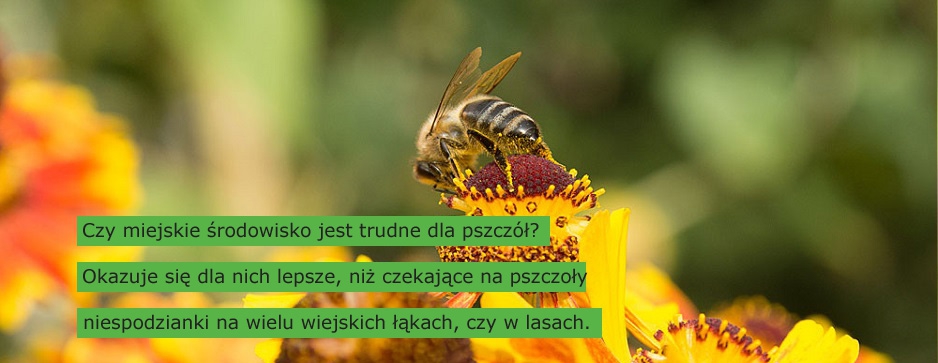 Pszczoły